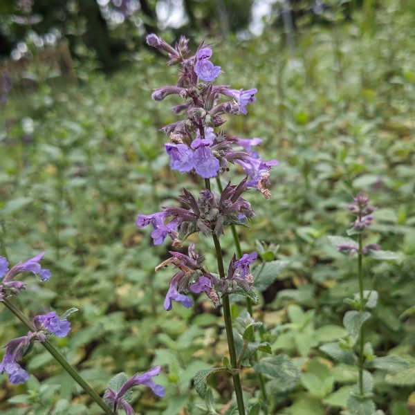 Nepeta grandiflora 'Bramdean'