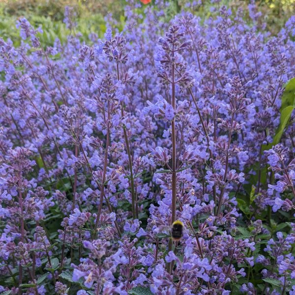 Nepeta x faassenii 'Purrsian Blue'