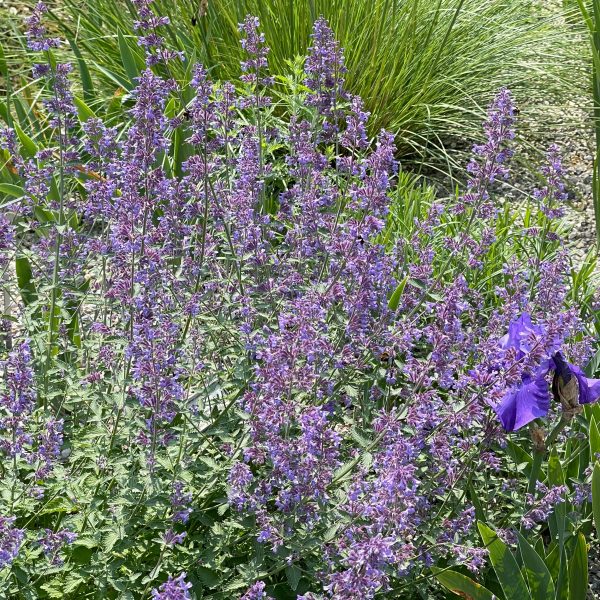 Nepeta x faassenii 'Six Hills Giant'