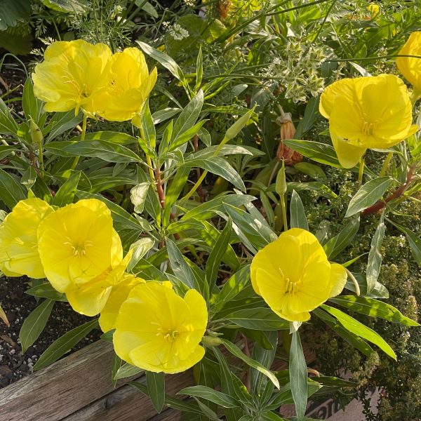 Oenothera missouriensis (=macrocarpa)