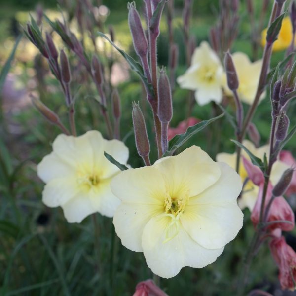 Oenothera odorata 'Sulphurea'