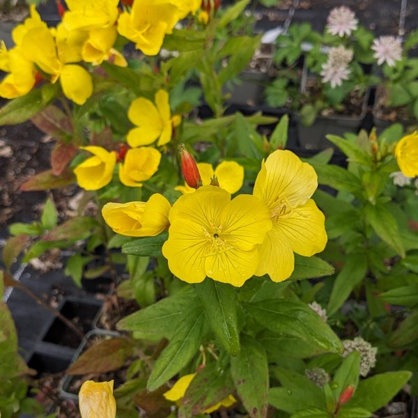Oenothera pilosella 'Yella Fella'