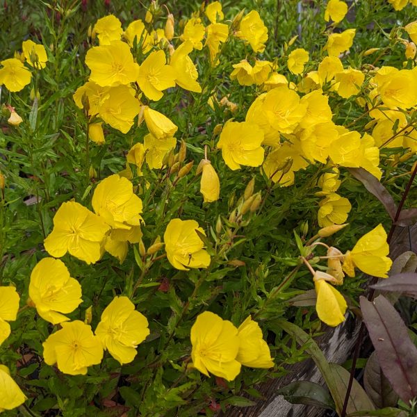 Oenothera tetragona 'Hohes Licht'