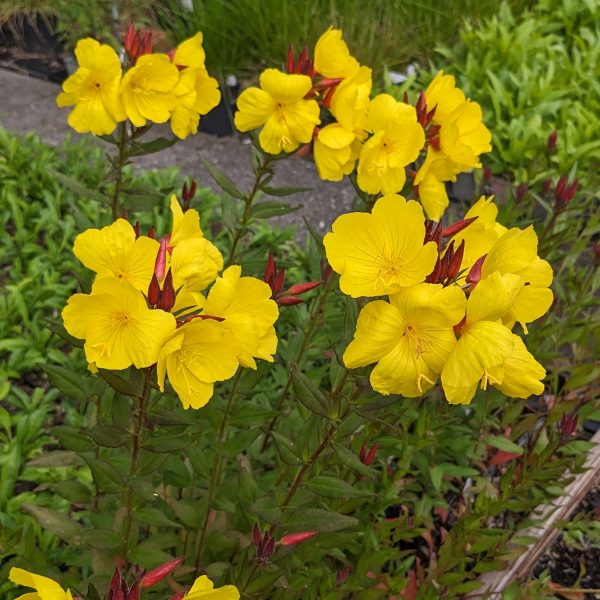 Oenothera tetragona 'Sonnenwende'