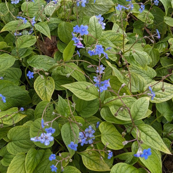 Omphalodes verna