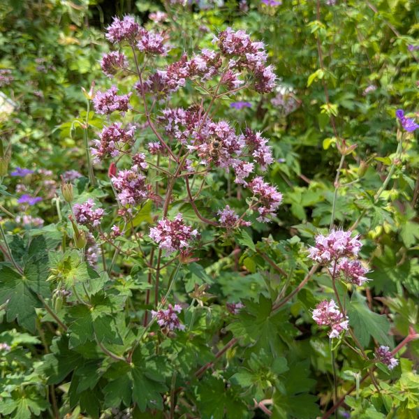 Origanum vulgare