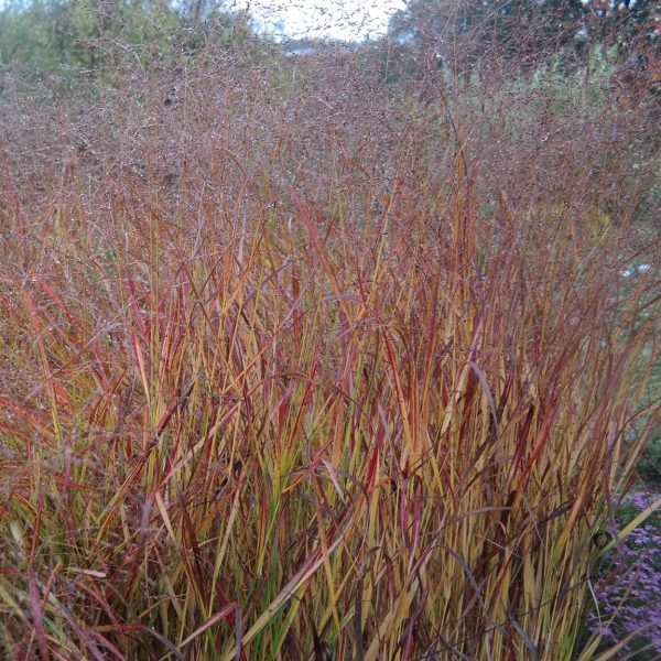 Panicum virgatum 'Hänse Herms'