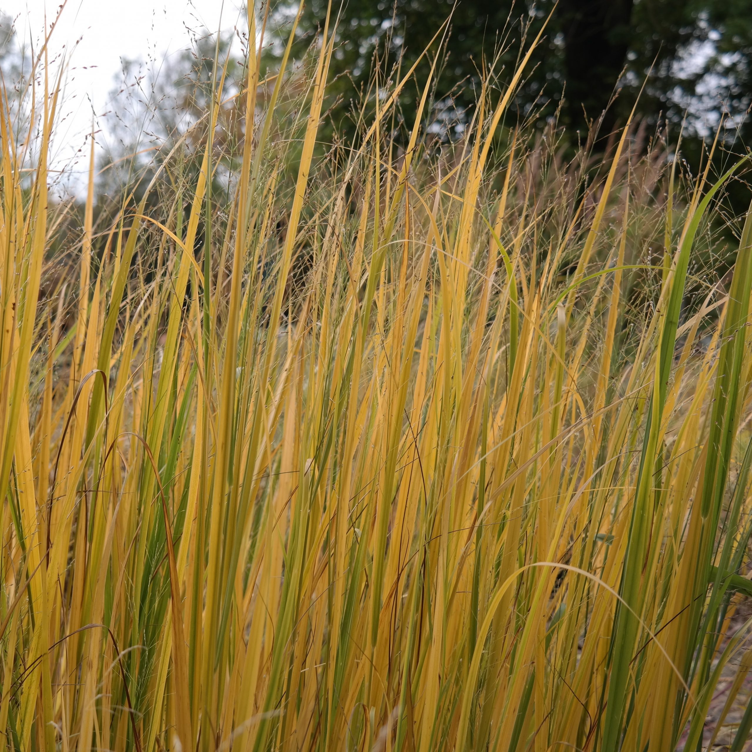 Panicum virgatum 'Northwind' – Bild 2