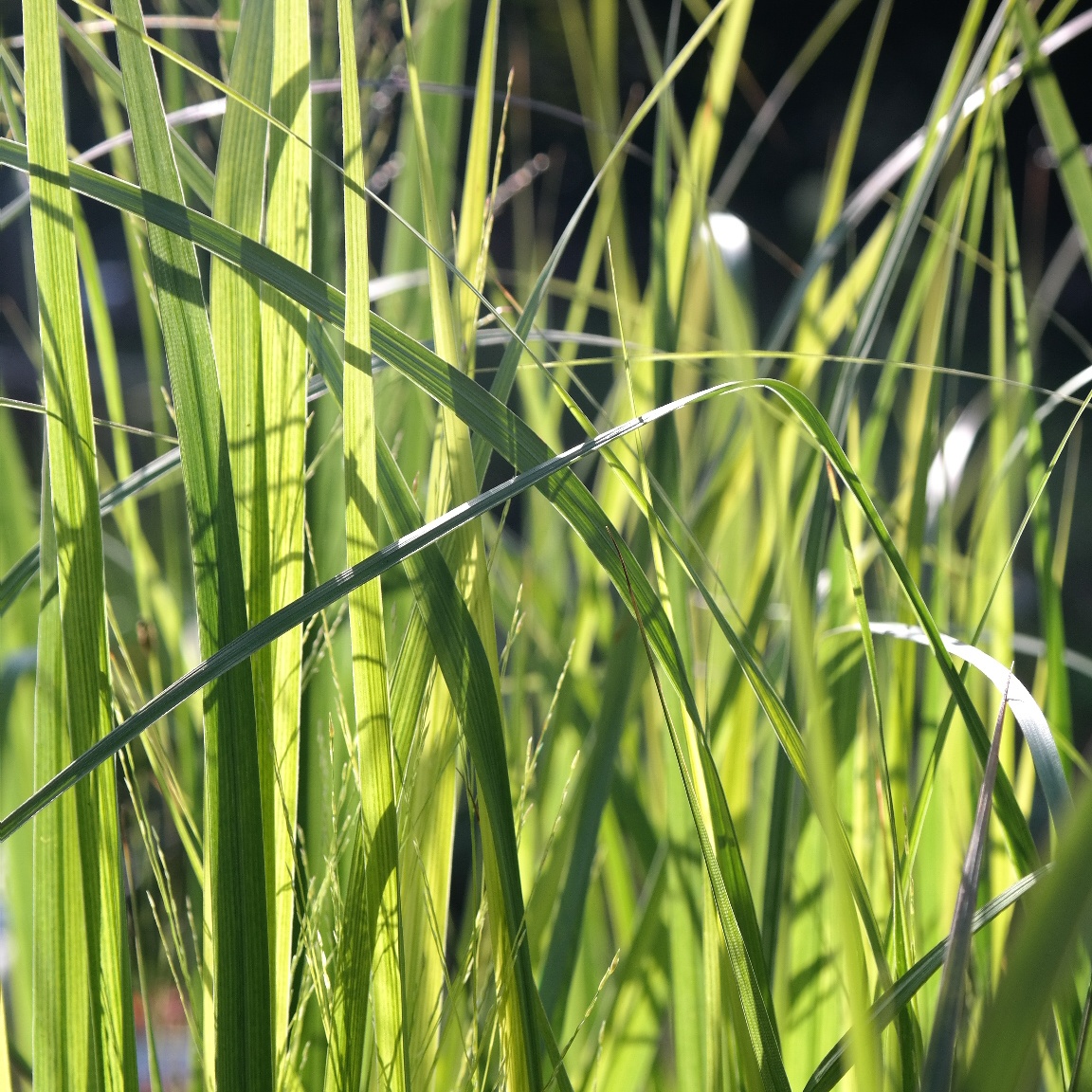 Panicum virgatum 'Northwind'