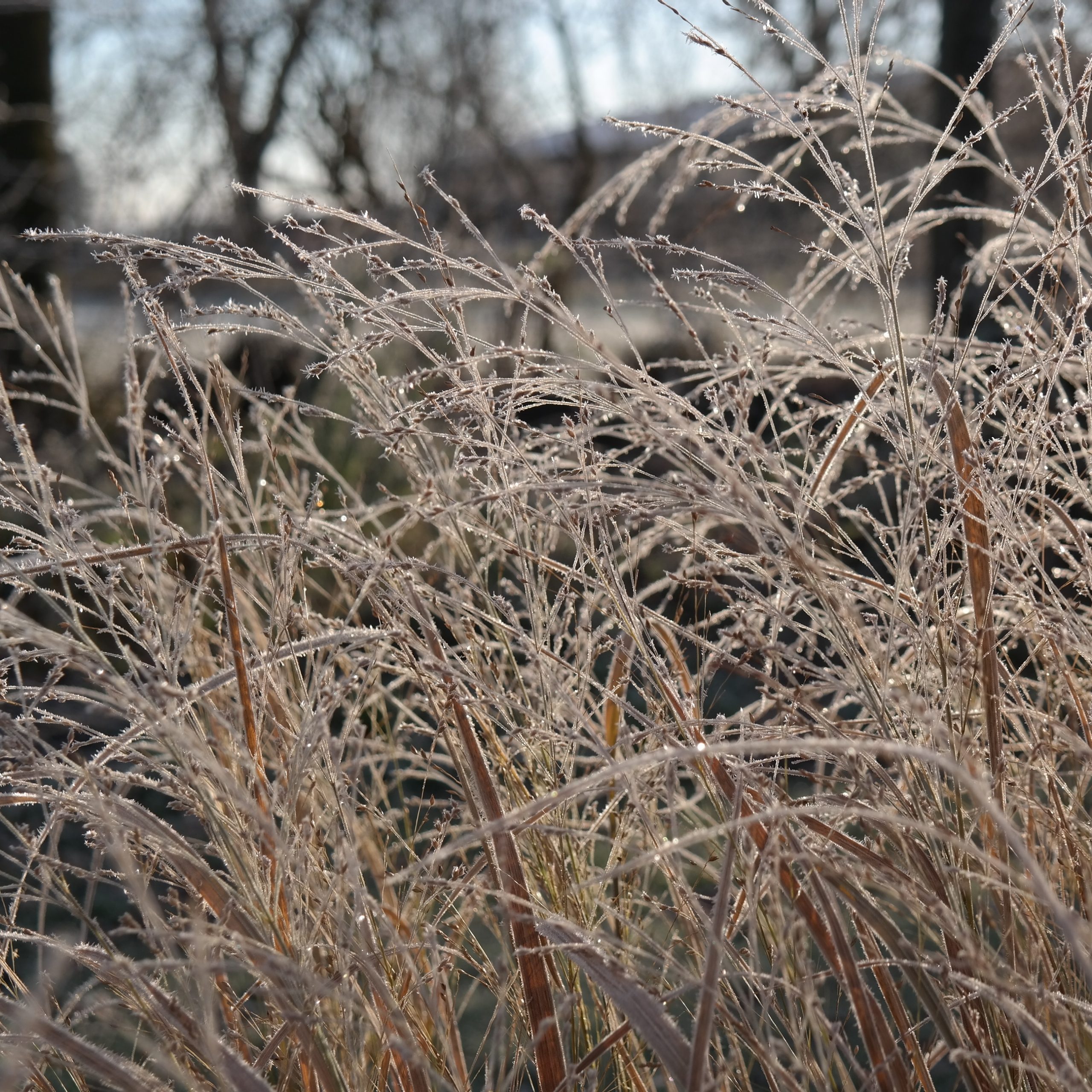Panicum virgatum 'Northwind' – Bild 3