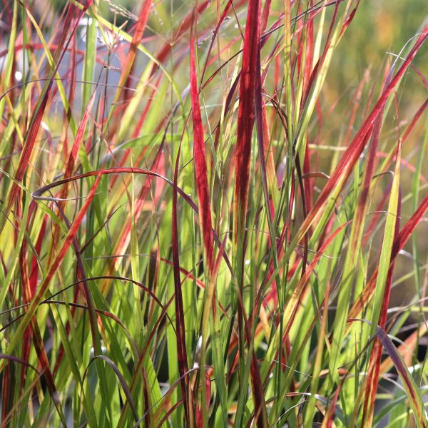 Panicum virgatum 'Shenandoah'