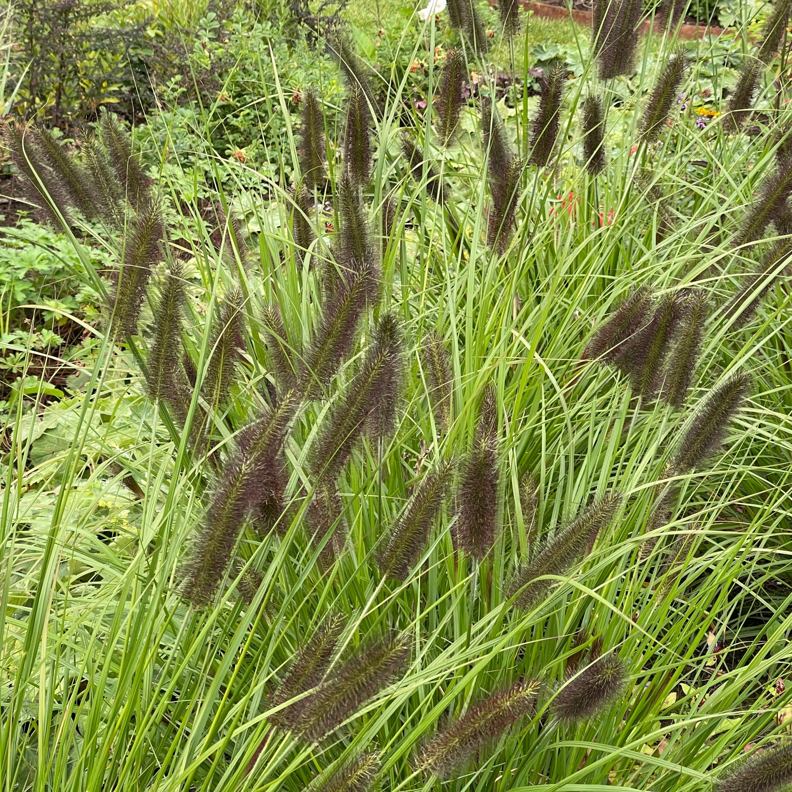 Pennisetum alopecuroides var. viridescens