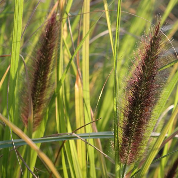 Pennisetum alopecuroides 'Kim's Nightmare'