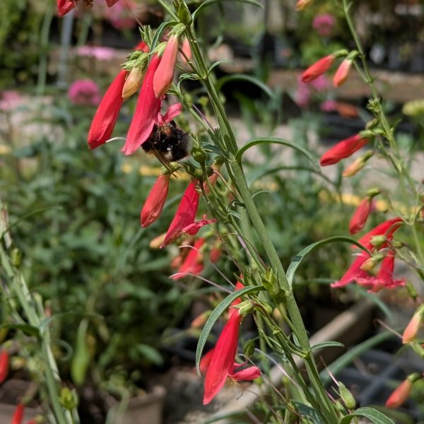 Penstemon barbatus 'Coccineus'