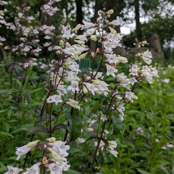 Penstemon digitalis 'Husker's Red'
