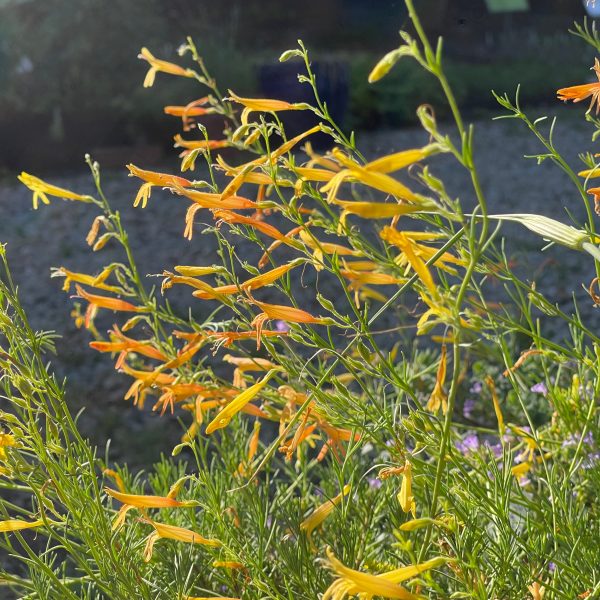 Penstemon pinifolius 'Shades of Mango'