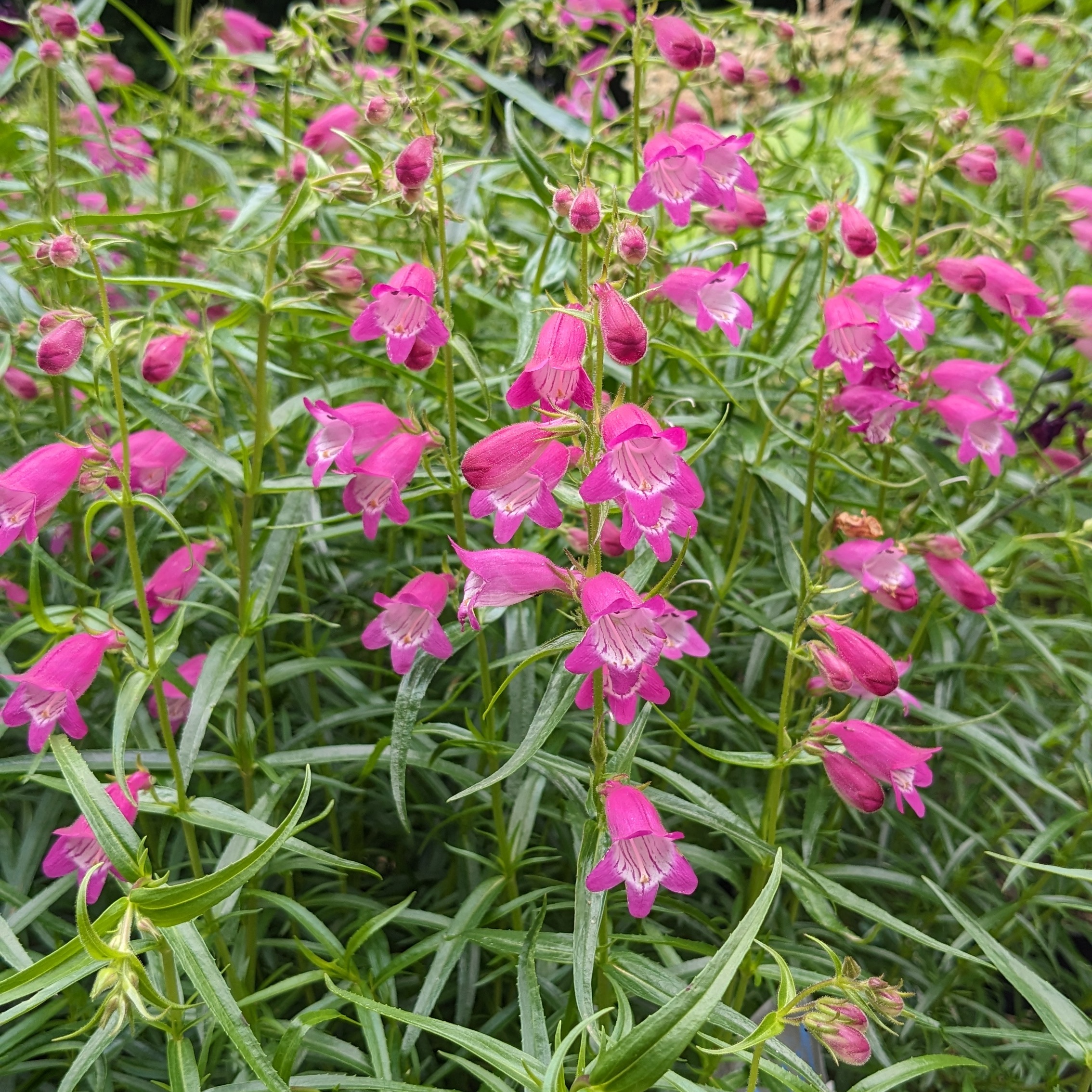 Penstemon x mexicale 'Red Rocks'