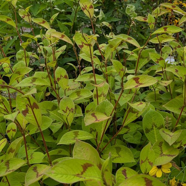 Persicaria filiformis 'Lance Corporal'