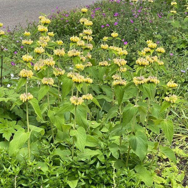 Phlomis russeliana