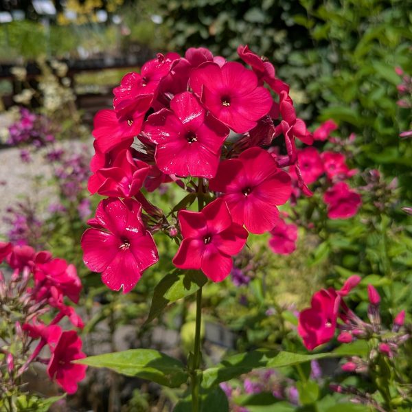 Phlox paniculata 'Alenki Tsvetotshek'