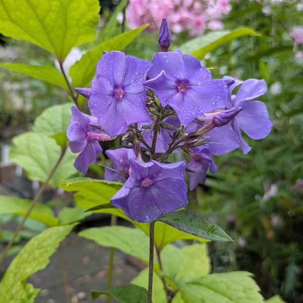 Phlox paniculata 'Blue Paradise'