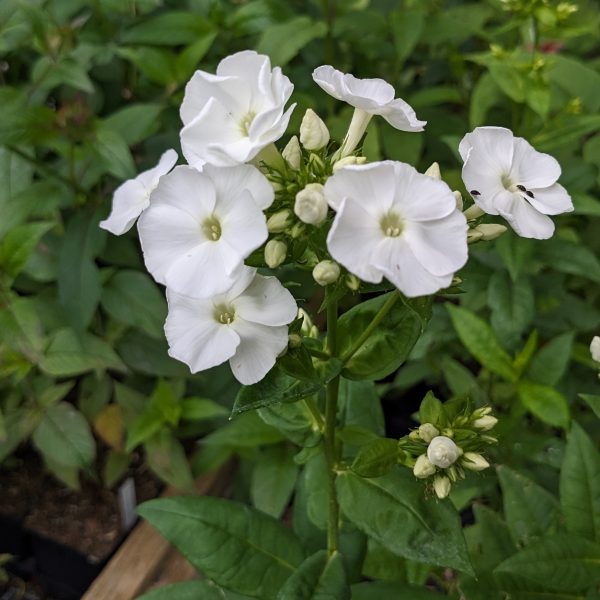 Phlox paniculata 'David'