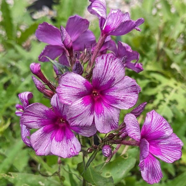 Phlox paniculata 'Drakon'