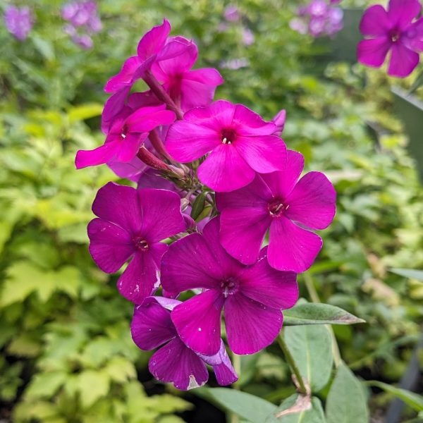 Phlox paniculata 'Düsterlohe'
