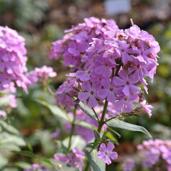 Phlox paniculata 'Hesperis'