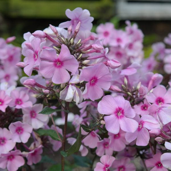 Phlox paniculata 'Landhochzeit'
