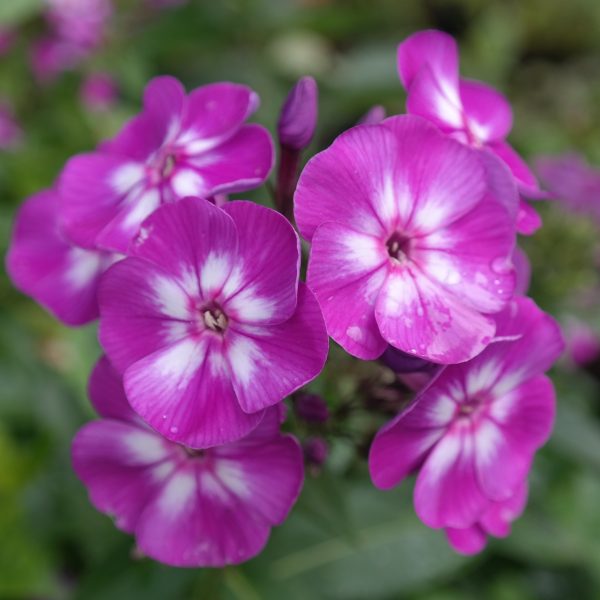 Phlox paniculata 'Laura'