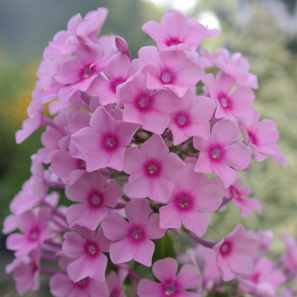 Phlox paniculata 'Miss Pepper'