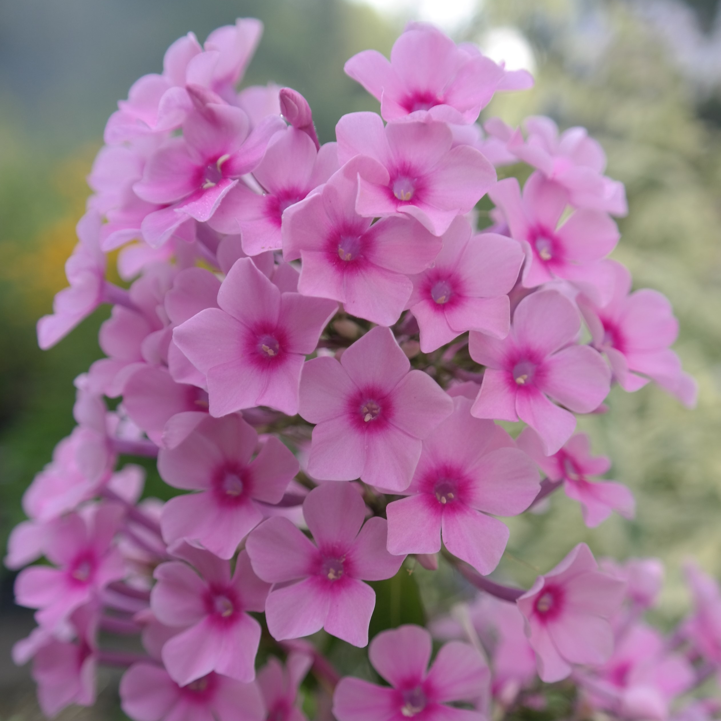 Phlox paniculata 'Miss Pepper'
