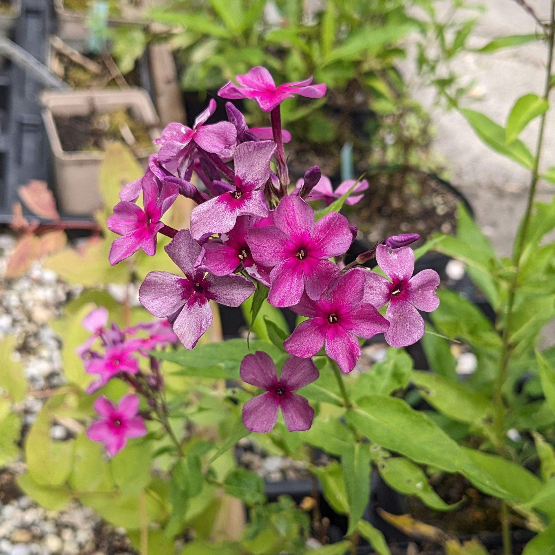 Phlox paniculata 'Mister Iks' (='Mister X')