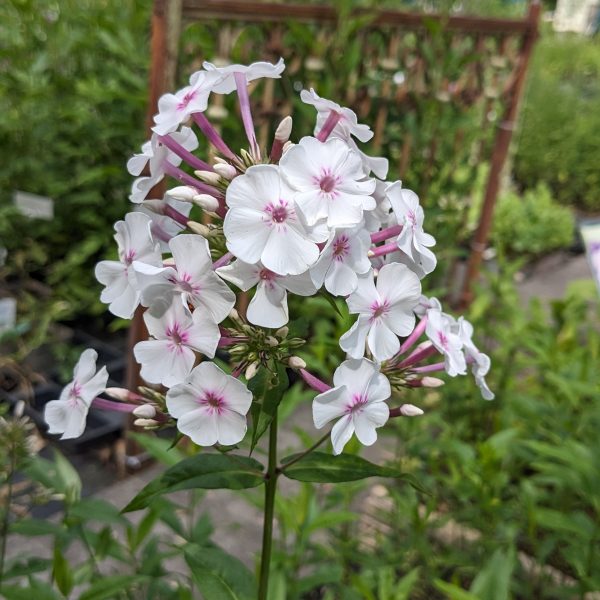 Phlox paniculata 'Nirvana'