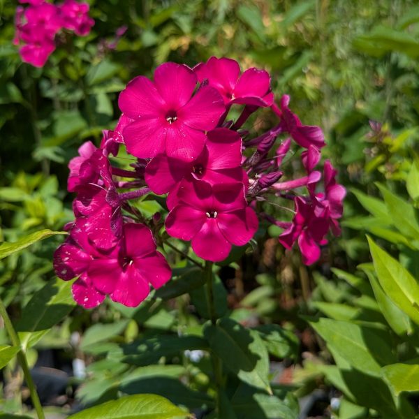 Phlox paniculata 'Taras Shevchenko'