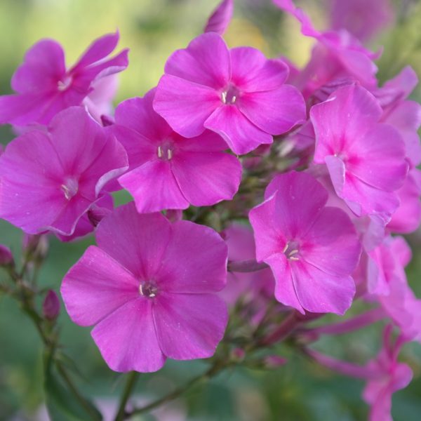 Phlox paniculata 'Winnetou'
