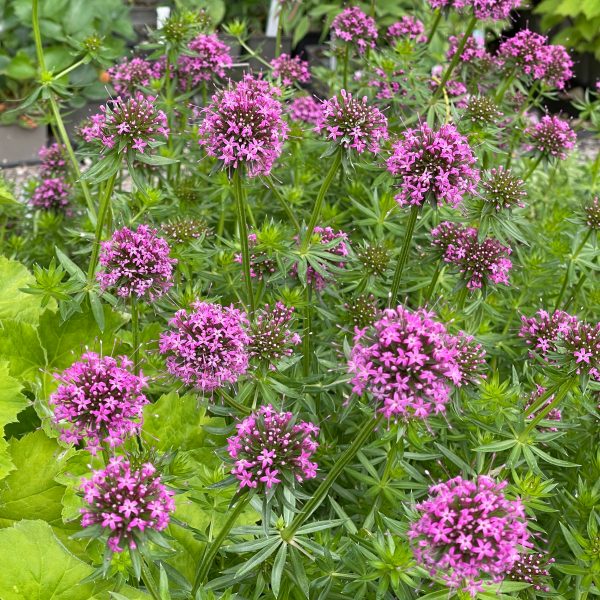 Phuopsis stylosa 'Purpurglut'