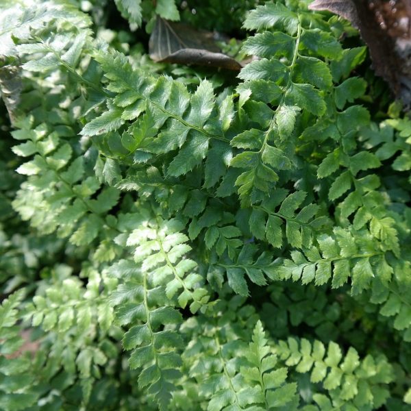 Polystichum aculeatum