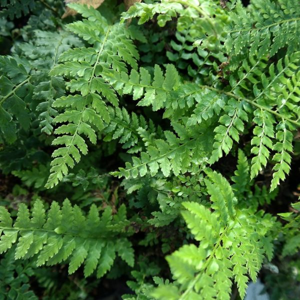 Polystichum setiferum 'Herrenhausen'