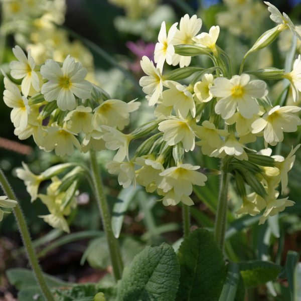Primula elatior