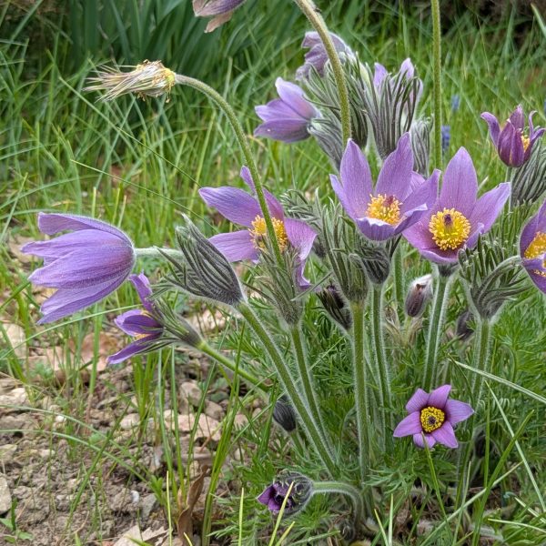 Pulsatilla vulgaris
