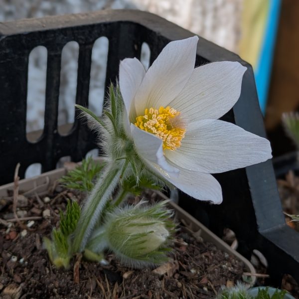 Pulsatilla vulgaris 'Alba'
