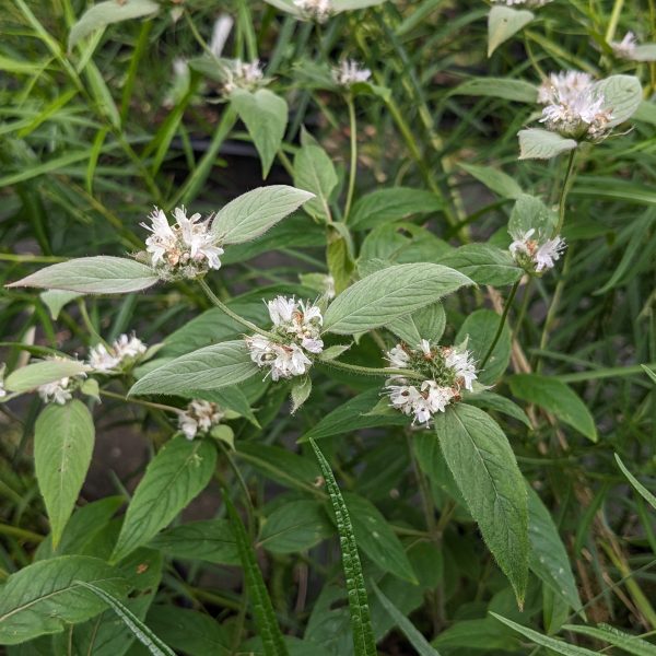 Pycnanthemum montanum