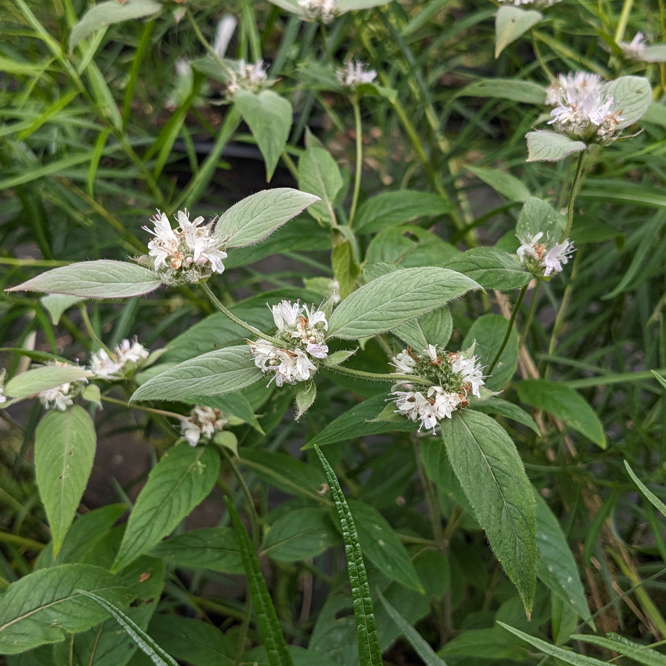 Pycnanthemum montanum