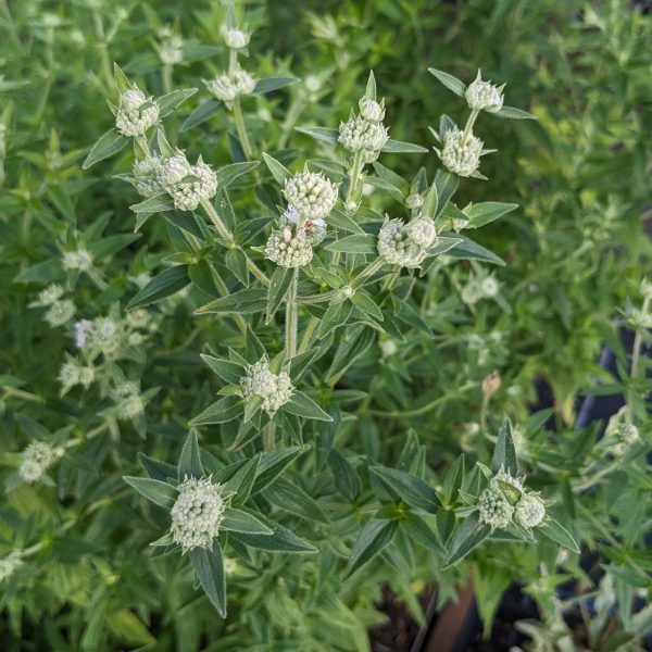 Pycnanthemum pilosum