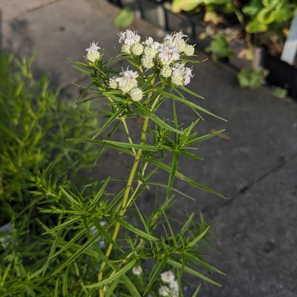 Pycnanthemum tenuifolium
