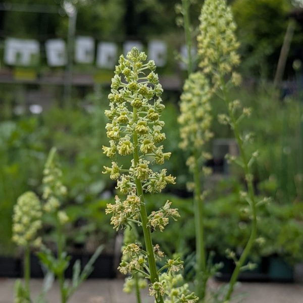 Reseda lutea