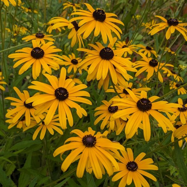 Rudbeckia fulgida var. speciosa