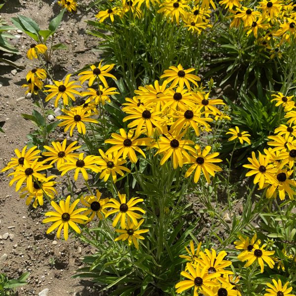 Rudbeckia missouriensis